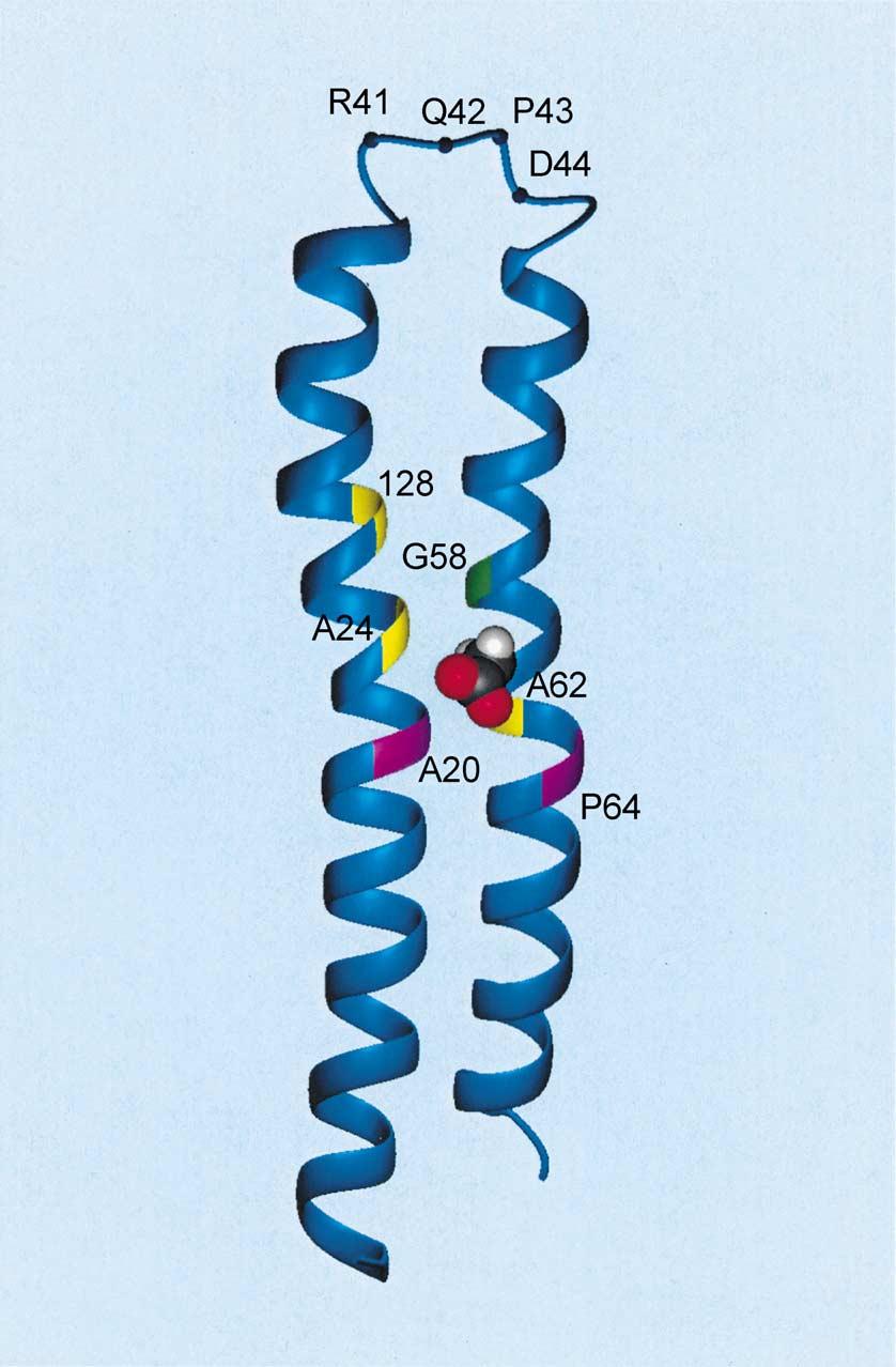 R.H. Fillingame, O.Y. Dmitriev / Biochimica et Biophysica Acta 1565 (2002) 232 245 235 Fig. 2. Hairpin-like folding of subunit c in the NMR structure at ph 5 with Asp 61 protonated [22].