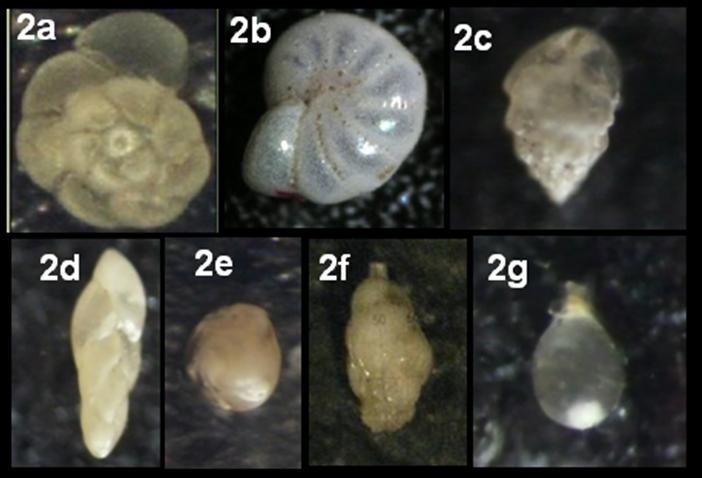Figure 2. JTB-1 well s benthic foraminifera. 5.2. NRM-1 well 1. 1.070.5 1.044 m (BRF): middle neritic based on moderately abundant of planktonic and benthic foraminifers.