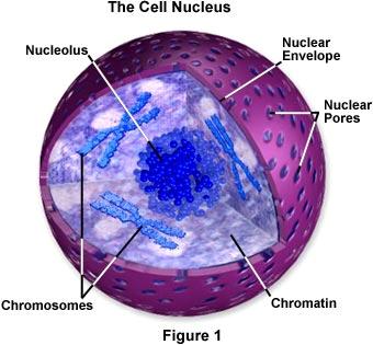 Eukaryotes: Structure Nucleus Contains primary DNA in the form of chromatin which can be packaged into chromosomes