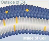 Eukaryotes: Structure Cell Membrane (or Plasma Membrane) Semi-permeable membrane surrounding all