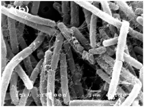Bacillus subtilis (Satirapathkul and Leela, 2011), (d) Thermus thermophilus of 1 day concrete 4.