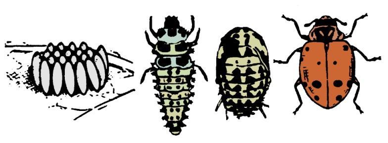 Simple Metamrphsis In simple metamrphsis, the insect ges thrugh three basic changes, egg, nymph, and adult. The nymphs typically g thrugh three t five instars.