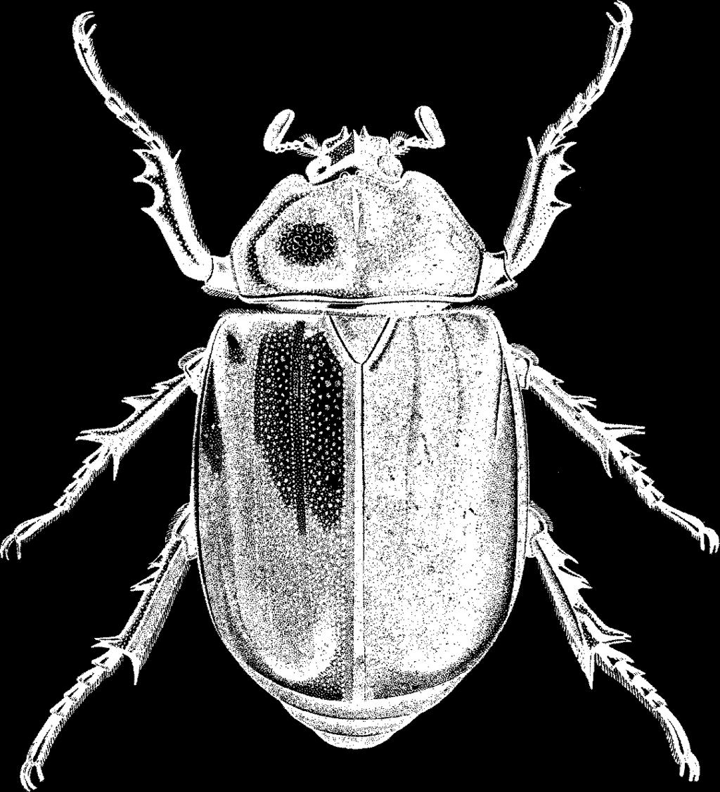 antennae Larvae with head capsule, three pairs of legs on the thorax, no legs on the abdomen. Weevil larvae lack legs.