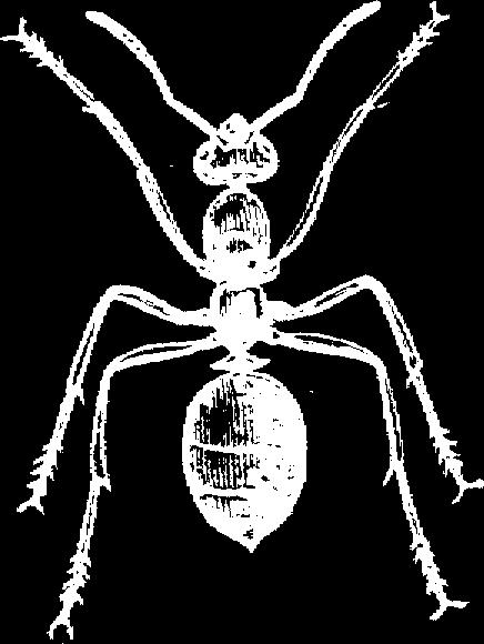 than four pair of legs on abdomen (some sawflies) Generally have chewing mouthparts Rather soft-bodied or slightly hard-bodied adults Complete