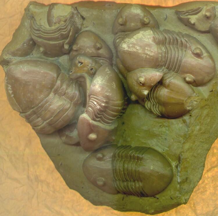 ! The late Ordovician is unusual in that many groups like the trilobites, important Ordovician animal groups in terms of their relative abundance, diversity, and geographic range, go extinct while