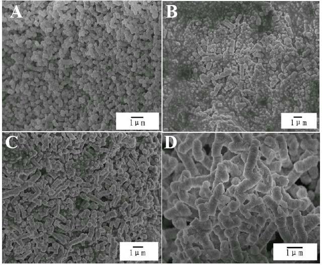 Figure S9. SEM imges of TS-1- synthesized t 180 for 24 h in the strting gels with molr rtios of F-4 with silic t (A) 0.024, (B) 0.048, () 0.