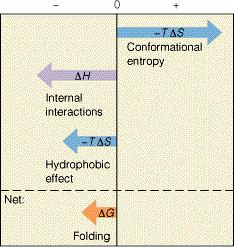 Contributions to ΔG of folding What features of protein folding produce large,