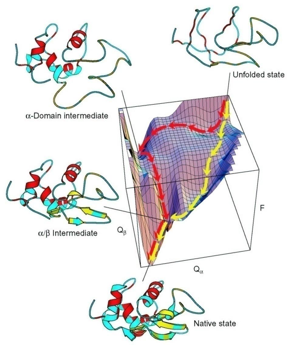 Folding theory: Energy landscapes formation of local structure stabilizes An intermediate called the transition state