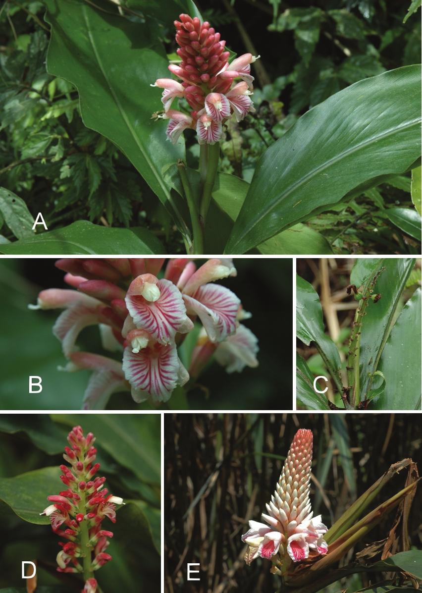 Taiwania Vol. 54, No. 2 Fig. 2. Alpinia ilanensis (A-C) and its putative parental species A. japonica (D), A. pricei (E). A: Flowering branch. B: Partial inflorescence. C: Fruiting branch.