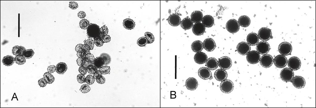 Taiwania Vol. 54, No. 2 Fig. 3. A: Aberrant and unstainable pollen grains of Alpinia ilanensis. B: Mostly normal-shaped and stainable pollen grains of A. japonica. Table 2.
