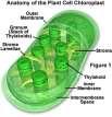 Chloroplast organelle involved in photosynthesis contains its own: (a) (b) Photosynthesis consists of two complex series of events; 1.