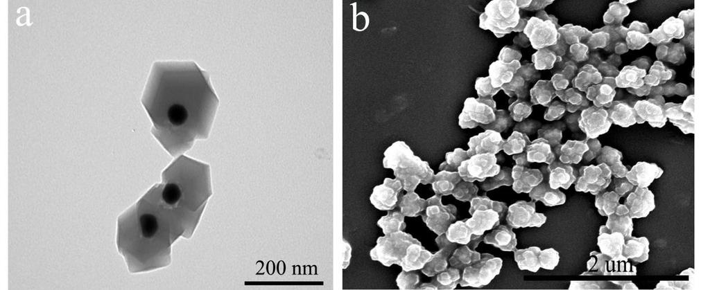Figure S4 (a) TEM image of Au NPs@TA-Fe 3+ @ZIF-8 when added precursor concentration of Zn(NO 3 ) 2 6H 2 O and 2-HIM were 10 mm and 20 mm, respectively. (b) SEM image of Au NSs@TA-Fe 3+ @ZIF-8.