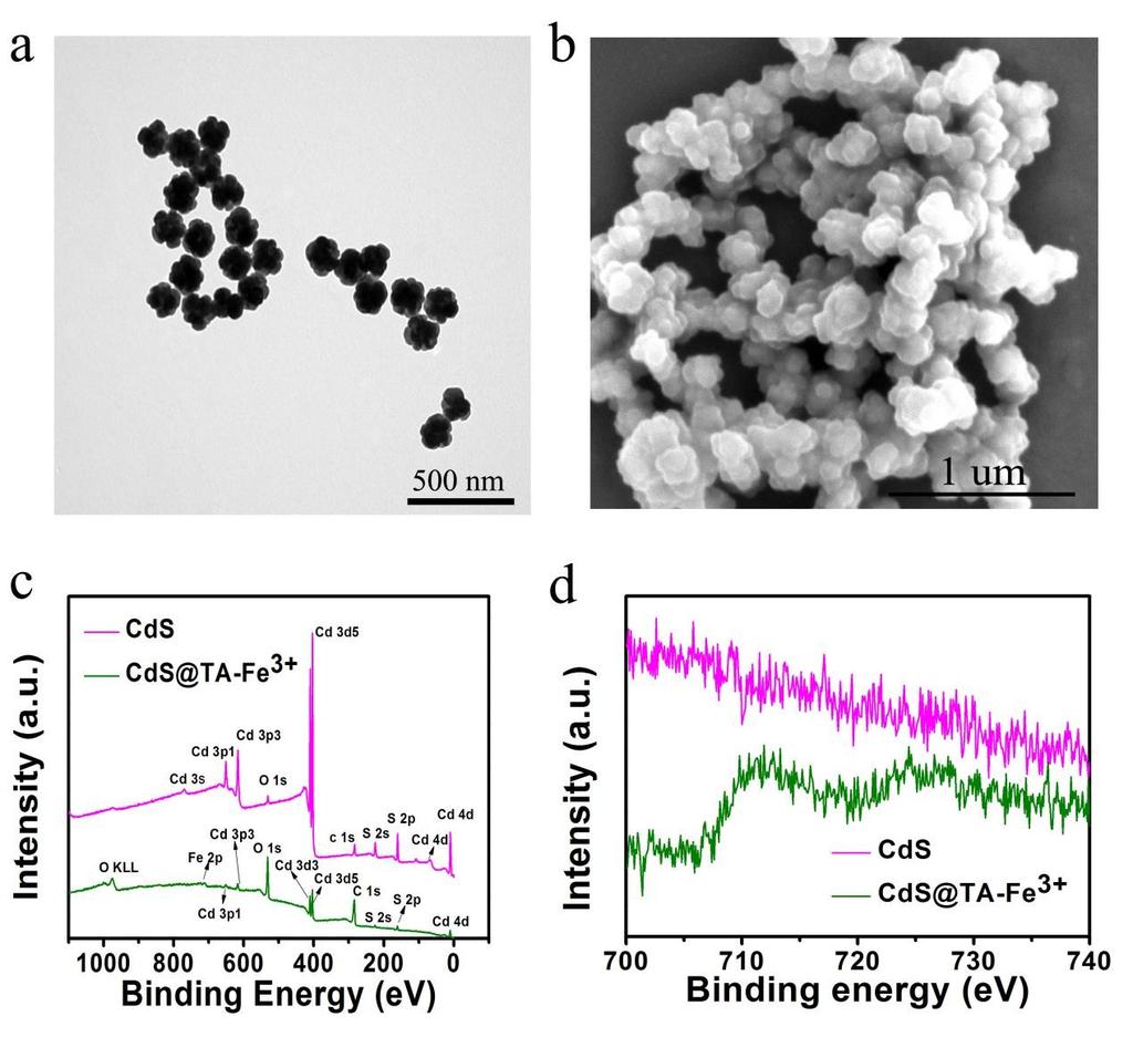 Figure S5. (a) TEM image of bare CdS nanoparticles. (b) SEM image of CdS@TA- Fe 3+ @ZIF-8.