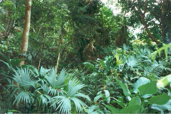 Tropical-Subtropical vegetation