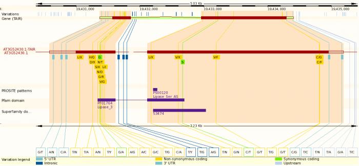 Figure 5 Visualisation of homology relationships in Ensembl Genomes: viewing only the current gene CRP34 and its immediate orthologues.