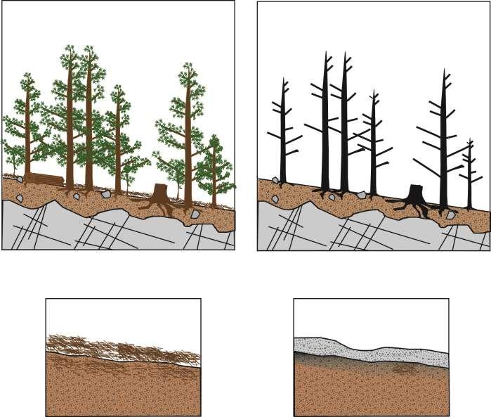 Scientific basis for mulching: Restore surface cover Source: Ebel, 2012 Changes Interception - Canopy - Litter Storage - Canopy/litter - Soil Infiltration