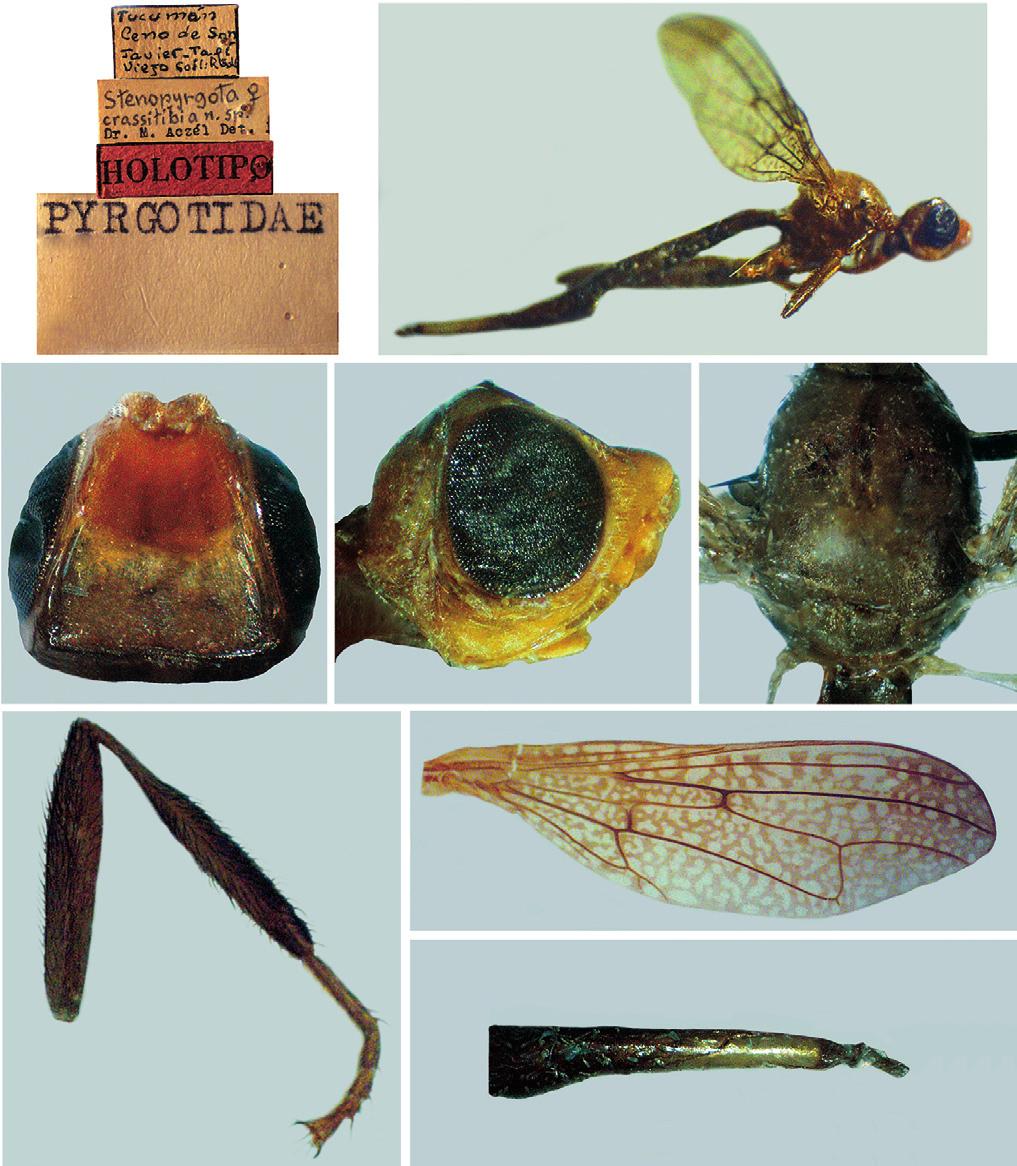 Review of the genera Stenopyrgota Malloch and Tropidothrinax 3 1 2 3 4 5 6 7 Figs. 1 8. Stenopyrgota crassitibia Aczél, female holotype. 1, holotype labels. 2, habitus, lateral. 3, head (dorsal view).