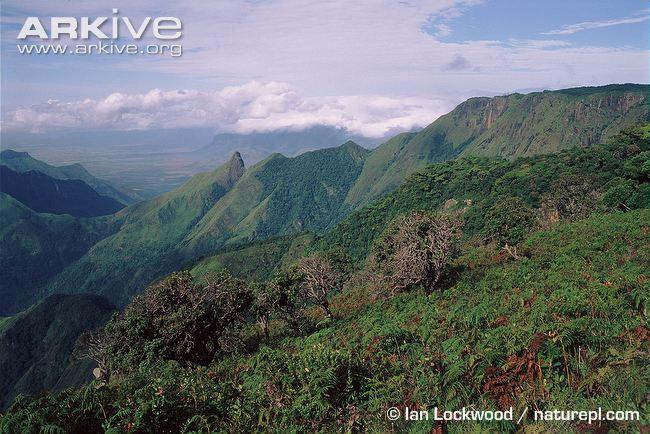The Western Ghats, India Over 5,000 different plantsoccur in the Western Ghats.
