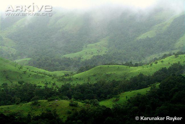 Commercial Exploitation of the land in western Ghats Loss in