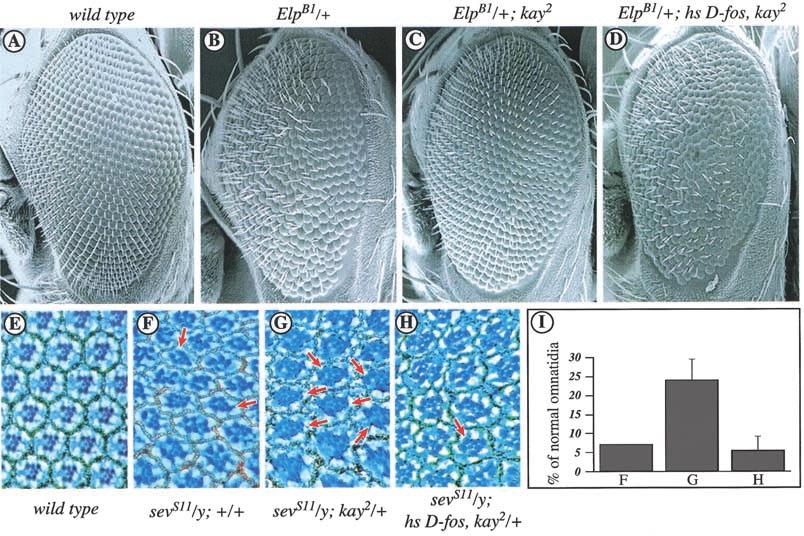 Ciapponi et al. Figure 3. A kayak loss-of-function allele dominantly suppresses the phenotypic effect of activated RTKs in the Drosophila eye.