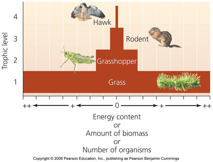 Energy, biomass, and numbers decrease Most energy organisms use is lost as waste heat through respiration - Less and less energy is available in each successive trophic level - Each level contains