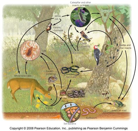 Food webs show relationships and energy flow Food chain = the relationship of how energy is transferred up the trophic levels Food