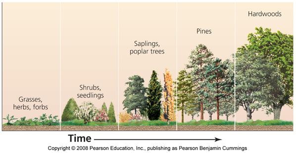 succession = a disturbance dramatically alters, but does not destroy, all local organisms - The remaining organisms form building blocks for the next population species -