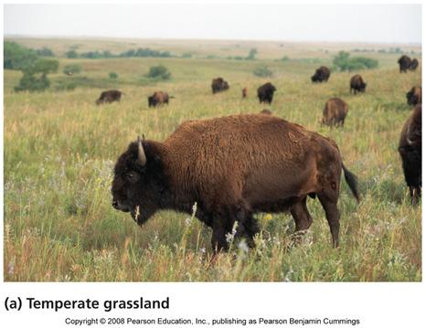Temperate grasslands More extreme temperature difference between