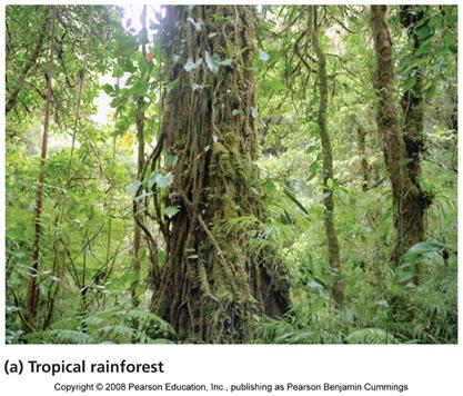 Tropical rainforest Central America, South America,
