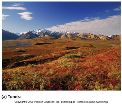 Tundra Canada, Scandinavia, Russia Minimal precipitation -