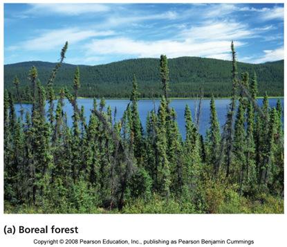 vegetation with few trees Boreal forest (taiga) Canada, Alaska,