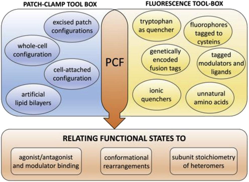 Patch-Clamp Fluorometry: Electrophysiology meets Fluorescence 1251 configuration of the patch-clamp technique.