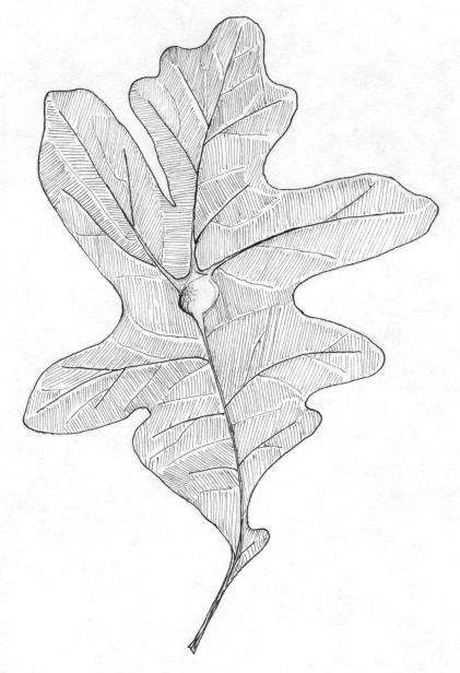 Oak Leaf Midrib Gall Caused by Callirhytis flavipes SUNY