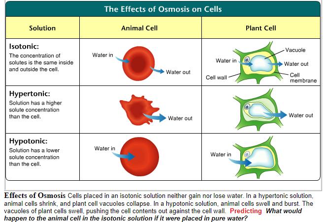 Other cells, such as plant cells and bacteria, which do come into contact with fresh water, are surrounded by tough cell walls.