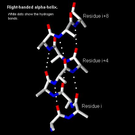 Finding Bonds, H-bonds A hydrogen bond (HB) allows chunks of peptide relatively far away from each other to come close together.
