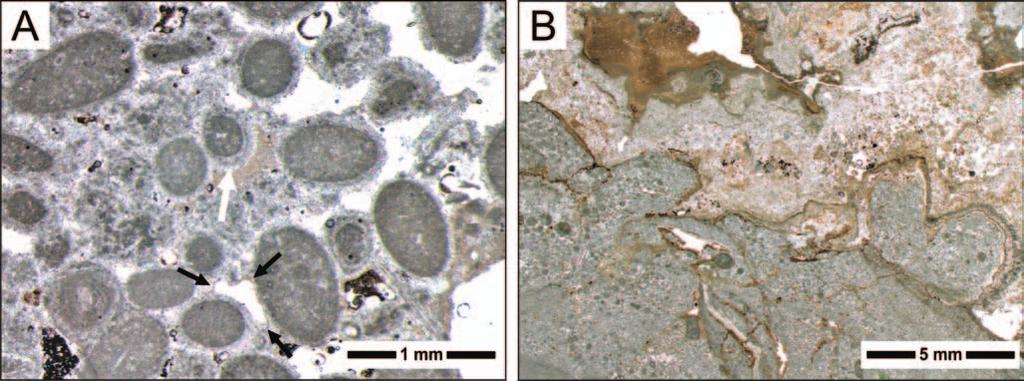 MICROBIAL LAMINITES WITH COPROLITES 337 Fig. 6. Microbialites in up per most part of Zegarowe Crags.