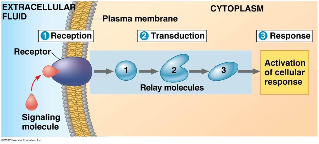 Model for cellular signal transduction pathway Action potential that