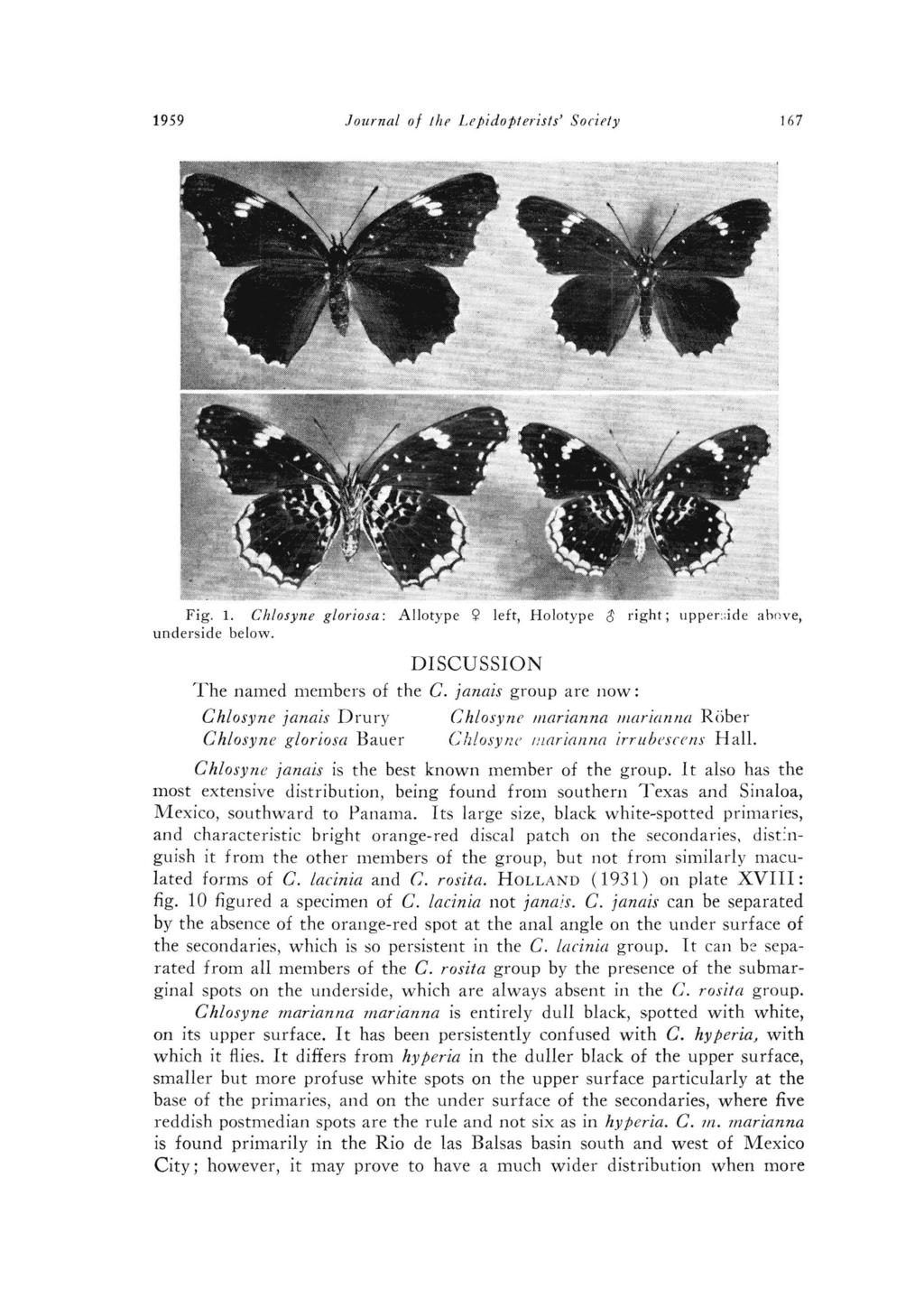 1959 Journal 0/!hp Lepidopterists' Society 167 Fig. 1. Chlosyne gloriosa: Allotype 'i left, Holotype c; right; upper:;ide ahove, underside below. DISCUSSION The named members of the C.