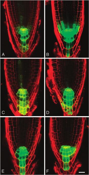 Fig. 6. Eir1-1 mutants have substantially elevated auxin levels in the root tip. (A) Free IAA levels of young seedling root tips determined by mass spectrometry.