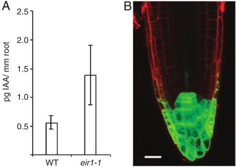 (B) Auxin biosensor signal reveals increased auxin levels in the plrc of eir1-1 mutant root tip. (Bar 20 m.) with the influx inhibitor 1-NOA (Fig.