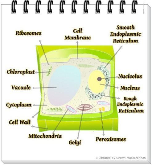 Parts of a plant cell
