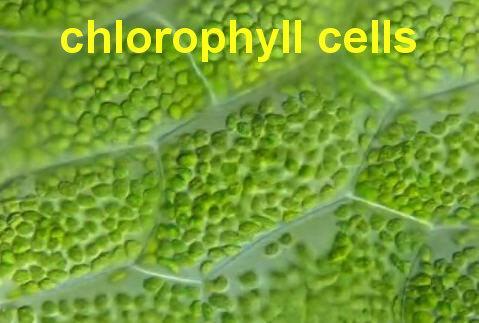 Close up of plant cell: The chloroplast the