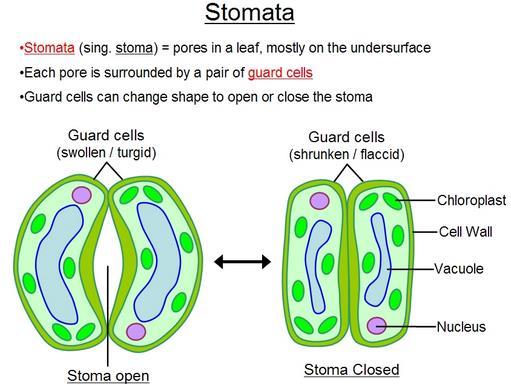 Close up of plant cell: The stomata this is the cell part