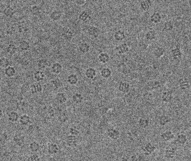 Single Particles Applicable to any protein or protein complex > 200kD Most common sample Number