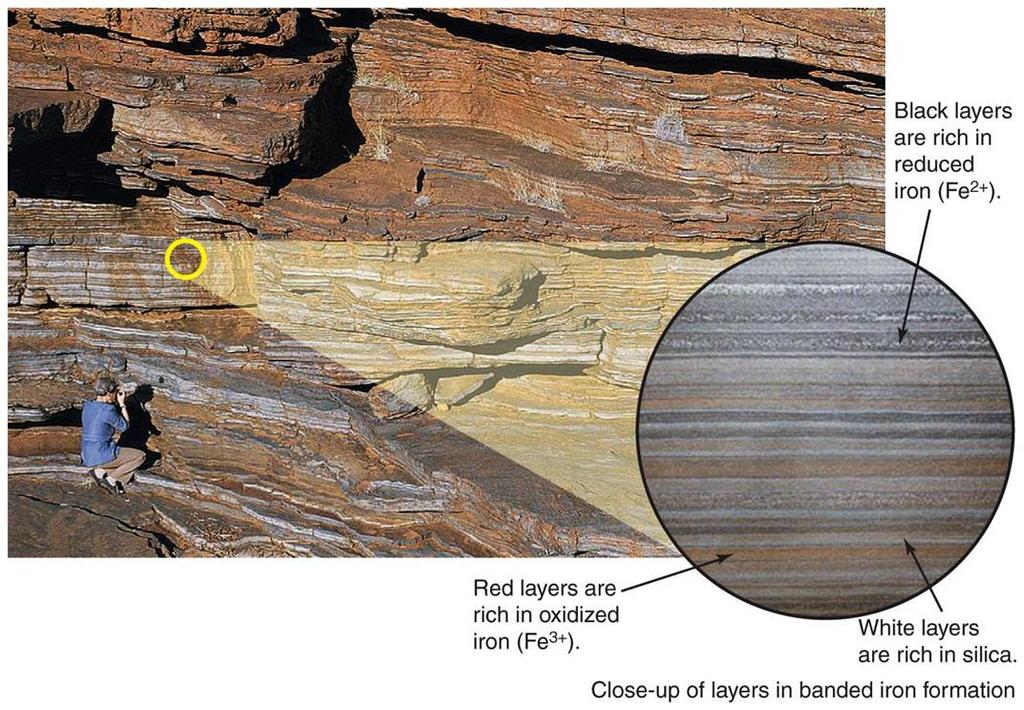 Chemical sedimentary rock results from lithification of chemical sediment formed by precipitation of minerals from water Evaporite: formed by evaporation Banded iron formation: formed during an
