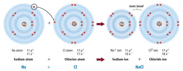 An ionic bond is an electrical attraction between two oppositely charged atoms or groups of atoms called ions.