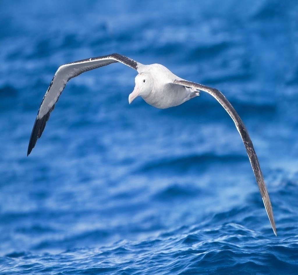Slide-40/1024 Wandering albatrosses flight search