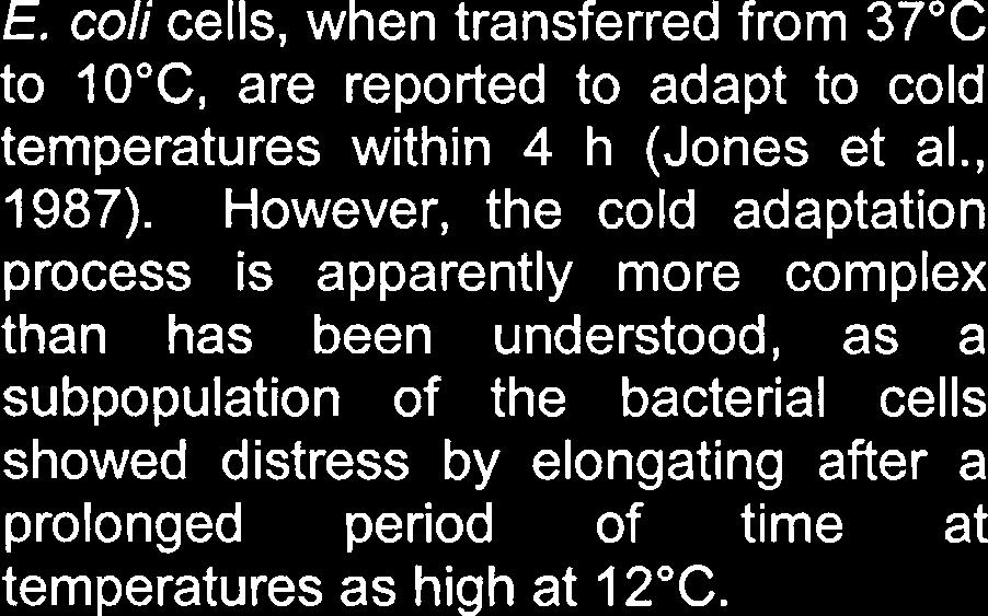 Despite that, a large fraction of the cells elongated and the relationship between absorbance and numbers of viable cells altered as growth proceeded at 80 C.