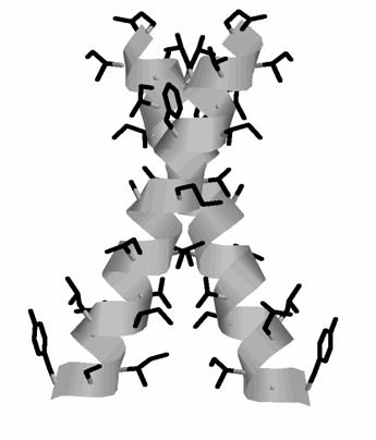 probability density. At 300K, there are also some LEM B structures, where the contact interface is formed by residues G79 and G83 in one helix and G83 and G86 in the other.