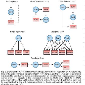 Yeast Regulatory Network Motifs Lee et al, Science 2002 Jelenković